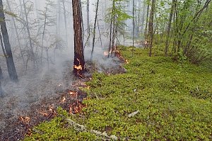 С начала года в Крыму случилось десять лесных пожаров