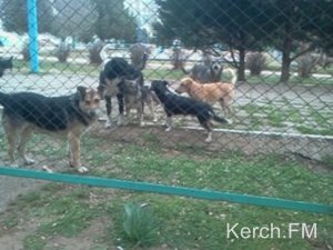 В Керчи в один день собаки искусали сразу троих