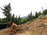 Нарушающая Закон вырубка деревьев в Гурзуфе остановлена – Сергей Аксёнов