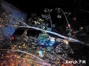В Керчи в ночное время на автомобиль упало дерево
