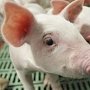 С Украины в Крым пытались провезти 17 тонн некачественной свинины