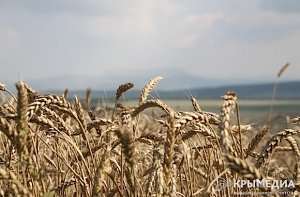 В Крыму почти завершили уборку ранних зерновых