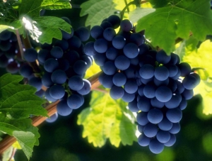 На полуострове планируют в три раза увеличить производство винограда