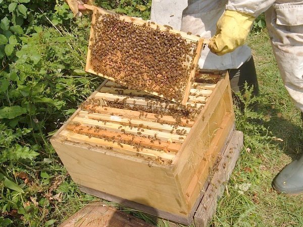 ТАСС: Россия может ввести госзакупки меда в случае принятия закона о пчеловодстве. Соответствующий законопроект подготовлен КПРФ
