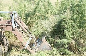В Белогорском районе трактором уничтожили поле конопли