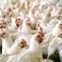На полуостров пытались провезти почти 17 тонн украинской курятины