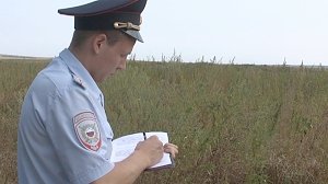 Сотрудники полиции в Белогорском районе выявили плантацию конопли