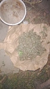 В Кировском районе полицейские изъяли более полутора килограммов марихуаны