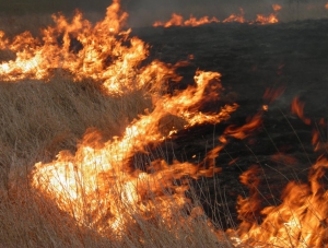 В РФ запретили сжигать сухую траву