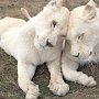 Зоопарк «Сказка» и сафари-парк «Тайган» возможно переедут из Крыма