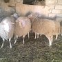 В Кировском районе полицейские установили подозреваемых в краже домашнего скота: причастной к похищению девяти овец оказалась семейная пара