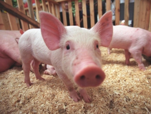 Полюшкин: в Крыму обнаружили очаг африканской чумы свиней