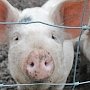 На полуострове за неделю из-за АЧС погибло почти 500 свиней