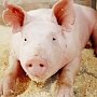 Свыше полутора тысяч голов свиней уничтожат в Раздольненском районе