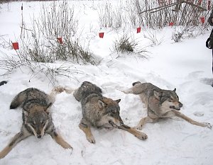 Под Керчью запретили охотиться на волков