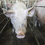 В Керчи будут круглосуточно контролировать торговлю продуктами из-за эпидемии африканской чумы свиней
