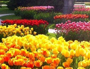 65 тысяч тюльпанов: Никитский ботанический сад готовится к весне