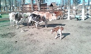 Карликовая корова зебу родилась в бахчисарайском парке миниатюр