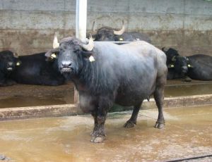 В Крыму будут разводить буйволов и делать настоящую моцареллу