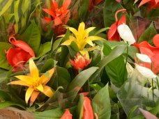 В Никитском Ботсаду проходит выставка орхидей