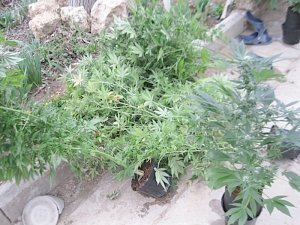 Сакские участковые уполномоченные полиции выявили факт незаконного хранения марихуаны и выращивания наркосодержащих растений