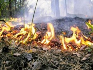 Пожарная опасность в Крыму сохранится до конца выходных
