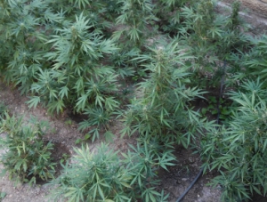 Житель Белогорска на приусадебном участке выращивал наркосодержащие растения