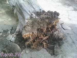 В Керчи в ночное время во время грозы упало дерево