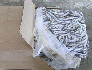Черноморские рыбаки больше не смогут замораживать пойманную рыбу и увозить её к чужим берегам