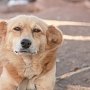 В Крыму полиция спасла собаку, которую собирались съесть