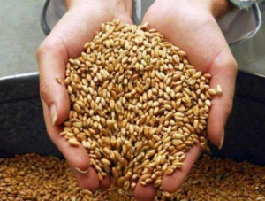 Крымское зерно и в Африке котируется