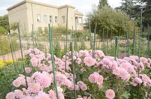 В Никитском ботаническом саду представят 26 новых сортов хризантем