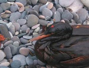 «Новый День» был прав: море в районе Ялты отравили нефтепродуктами