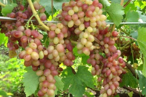 Почти весь столовый виноград в Крыму – импортный