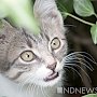 Симферопольцы в панике: на городском рынке продают котят с чумкой