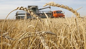 В 2017 году в Крыму будут развивать растениеводство, животноводство и орошение, — министр сельского хозяйства РК
