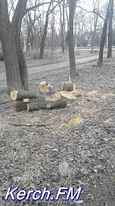 В Керчи возобновили вырубку деревьев около Приморского парка