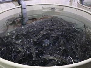 Севастопольский осетровый завод за год вырастит 30 тонн рыбы