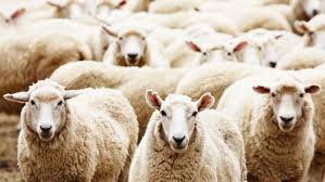 В Ленинском районе трое украли 19 овец