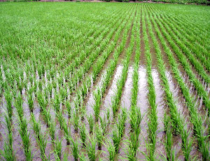 СМИ обещают дефицит риса