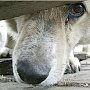 Заработали на собаках: в Евпатории присвоили 100 тысяч рублей, выделенных на отлов бездомных животных