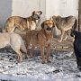 В Симферополе может появится служба, ответственная за бездомных животных