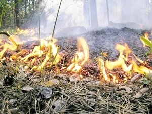 Керчан предупреждают о штрафах за нарушение пожарной безопасности в лесах
