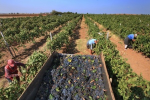 Для крымских гаражных виноградарей просят свободы