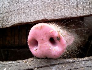 В Белогорском районе Крыма введён карантин по африканской чуме свиней