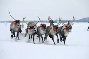 Годовщину Крымской весны отпразднуют и в Якутии с оленями