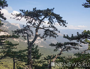 В год экологии в Крыму желают вырубить лес и построить горнолыжный «курорт»