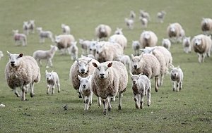 В Ленинском районе мужчина украл двух овец и съел их