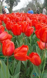 В Никитском ботаническом саду открылась юбилейная выставка тюльпанов