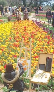В Крыму за последние годы созданы два новых сорта тюльпанов